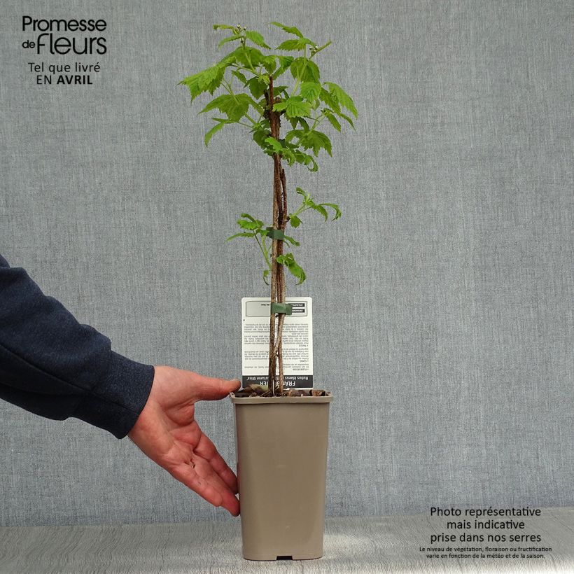 Raspberry Blissy or Autumn Bliss (Everbearing) - Rubus ideaus 1.5L/2L pot, Clump sample as delivered in spring