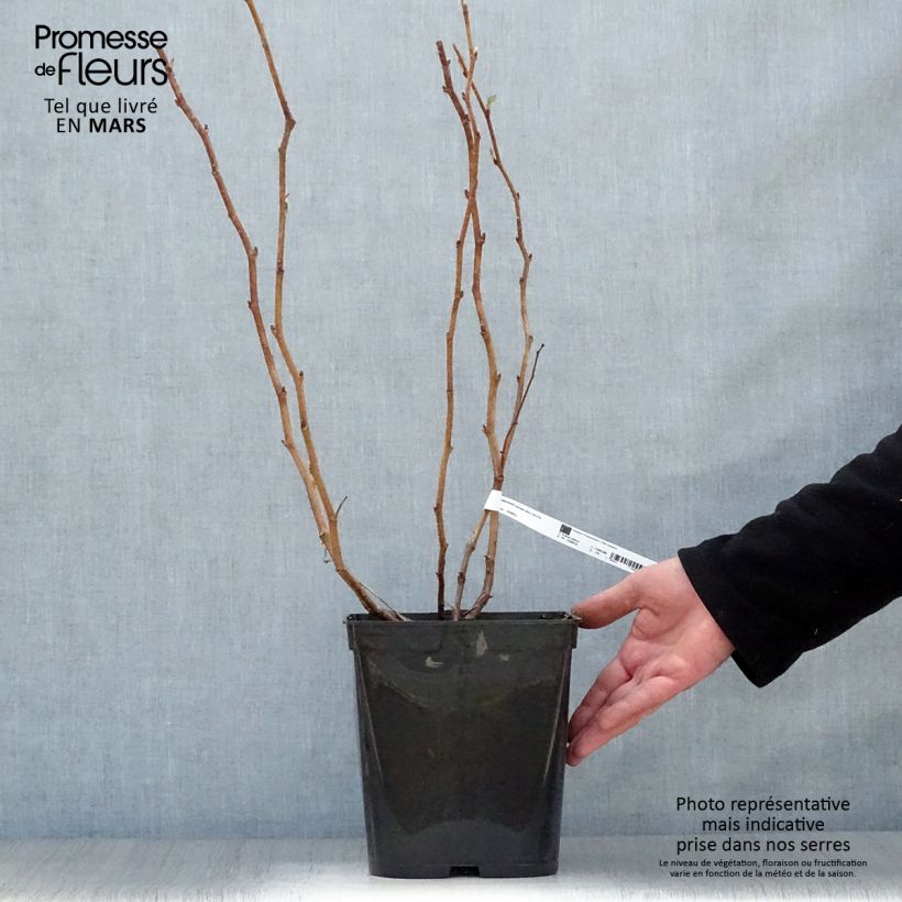 Raspberry Blissy or Autumn Bliss (Everbearing) - Rubus ideaus 3L/4L pot sample as delivered in spring