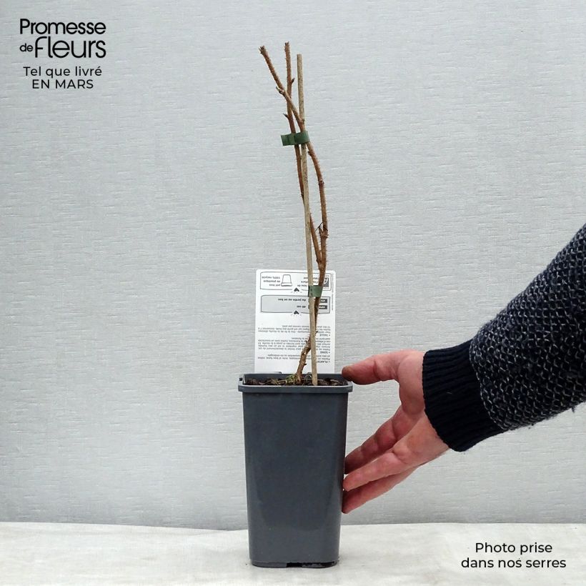 Organic Raspberry Delice de framboise - Rubus idaeus 1.5L/2L pot, Clump sample as delivered in spring