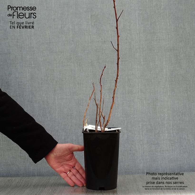 Rubus idaeus Fall Gold - Raspberry 1.5L/2L pot sample as delivered in winter