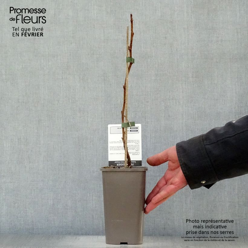 Raspberry Glen Ample- Rubus idaeus 1.5L/2L pot, Clump sample as delivered in winter