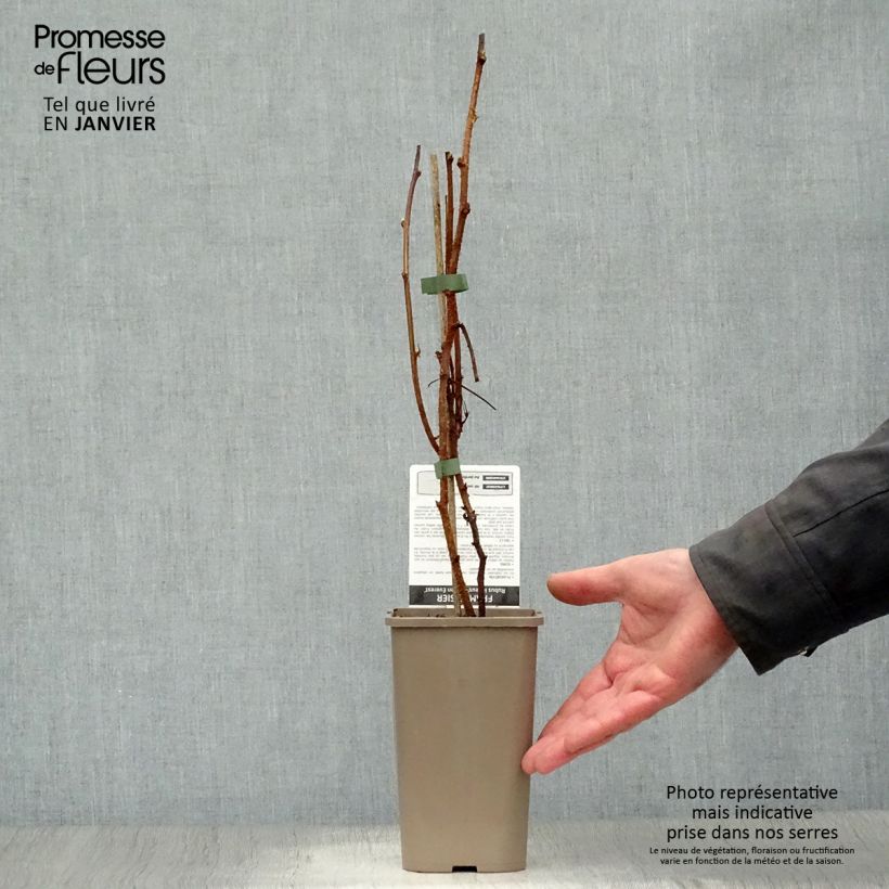 Raspberry Golden Everest- Rubus idaeus 1.5L/2L pot, Clump sample as delivered in winter