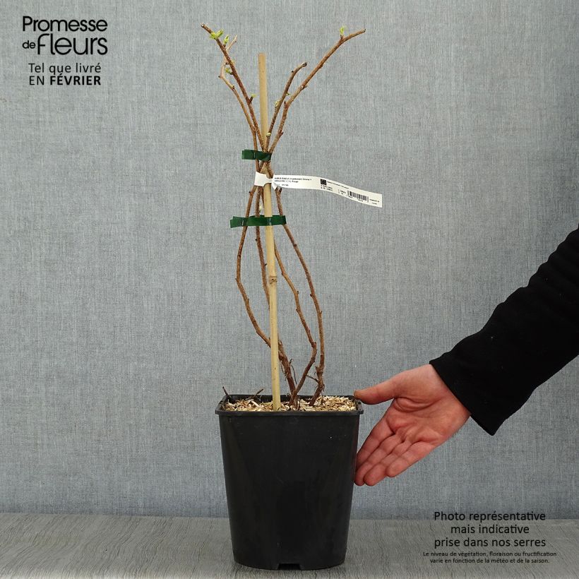 Raspberry Groovy Raspberry - Rubus idaeus 2L/3L pot, Clump sample as delivered in winter