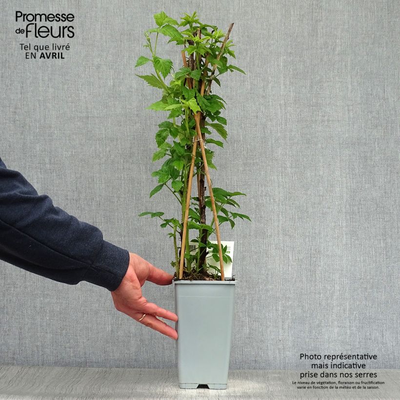 Rubus idaeus Heritage - Raspberry 1.5L/2L pot, Clump sample as delivered in spring