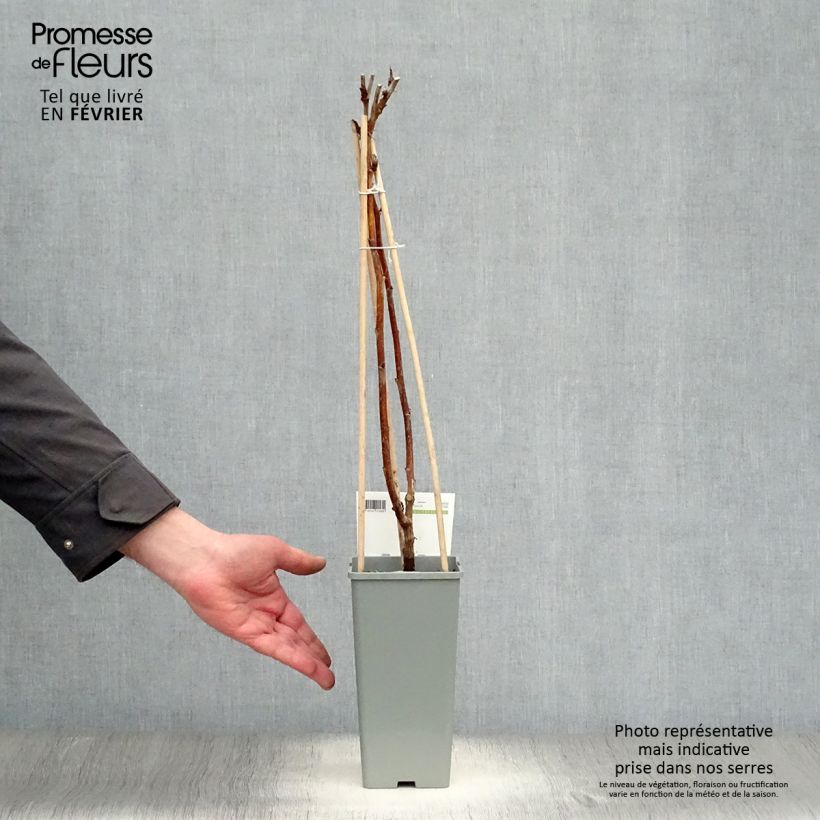 Rubus idaeus Heritage - Raspberry 1.5L/2L pot, Clump sample as delivered in winter