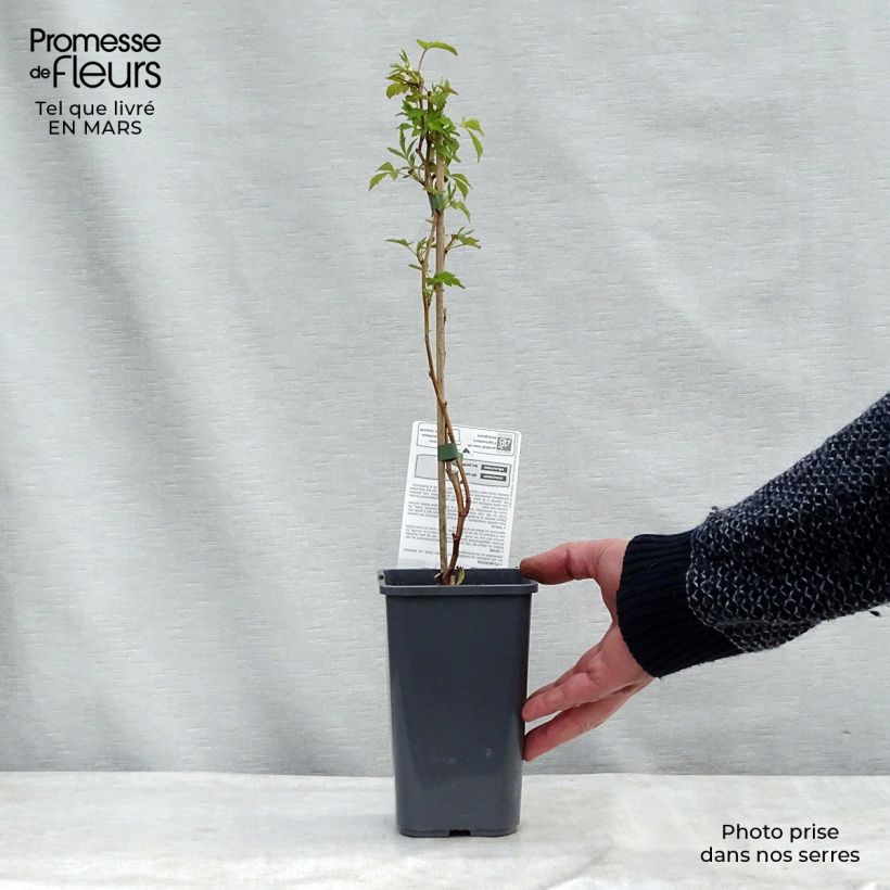 Organic Raspberry Autumn Happy Malling (Everbearing) - Rubus idaeus 1.5L/2L pot, Bush sample as delivered in winter