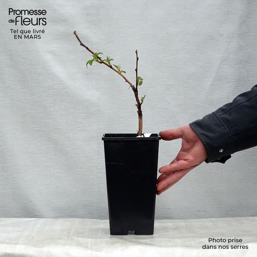 Raspberry Malling Promise- Rubus idaeus 1.5L/2L pot sample as delivered in spring