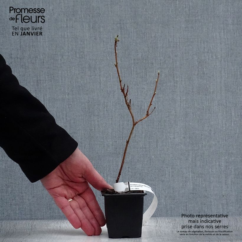 Raspberry Malling Promise- Rubus idaeus 8/9 cm pot sample as delivered in winter