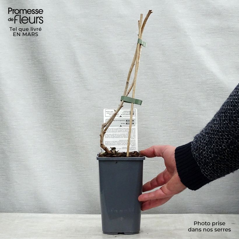 Organic Raspberry Marastar- Rubus idaeus 1.5L/2L pot, Clump sample as delivered in winter