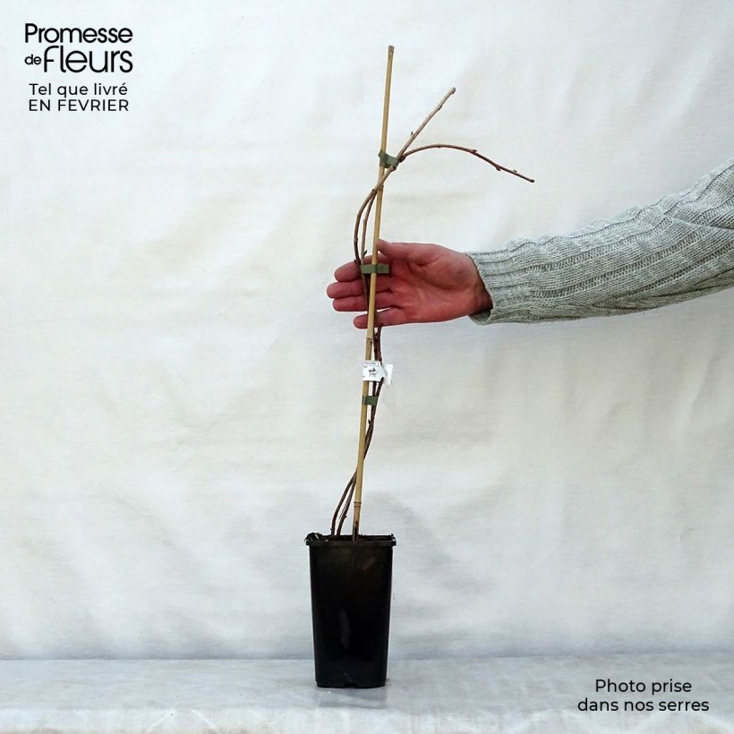 Rubus idaeus Meeker - Raspberry 1.5L/2L pot sample as delivered in winter