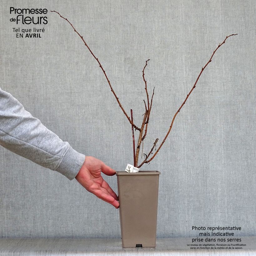 Rubus idaeus Meeker - Raspberry 1.5L/2L pot sample as delivered in spring