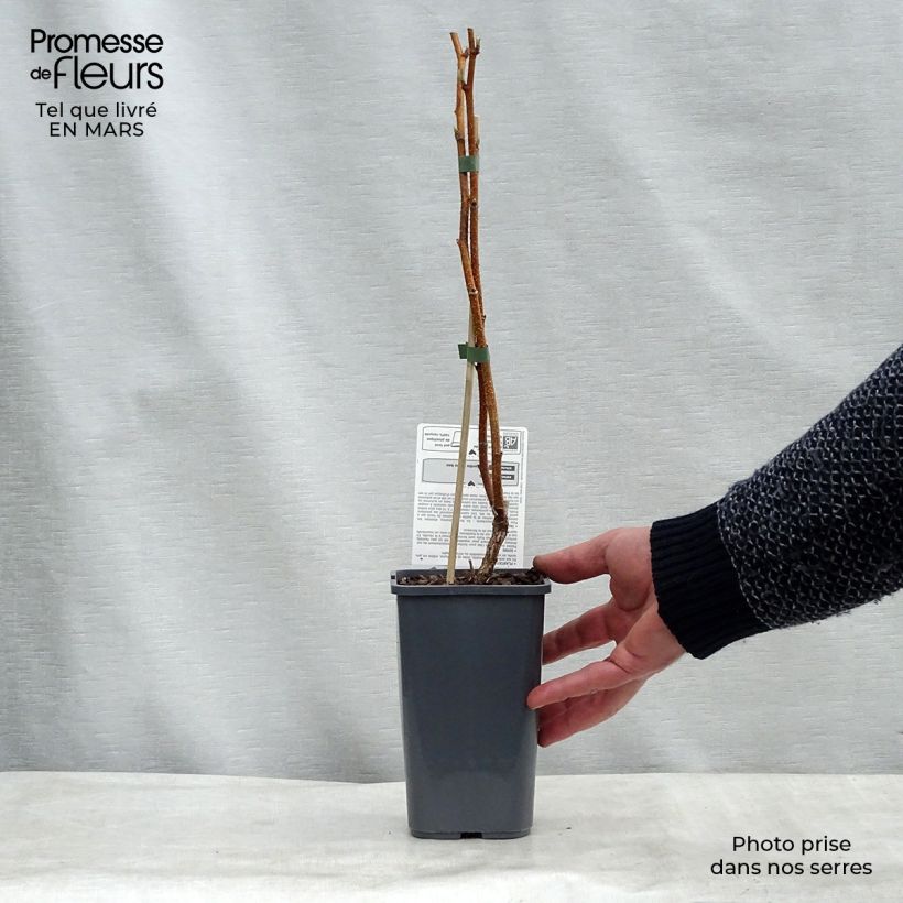 Organic Raspberry Paris- Rubus idaeus 1.5L/2L pot, Clump sample as delivered in winter