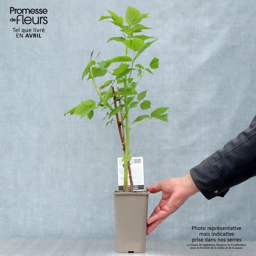 Rubus idaeus Paris - Raspberry 1L/1.5L pot, Clump sample as delivered in spring