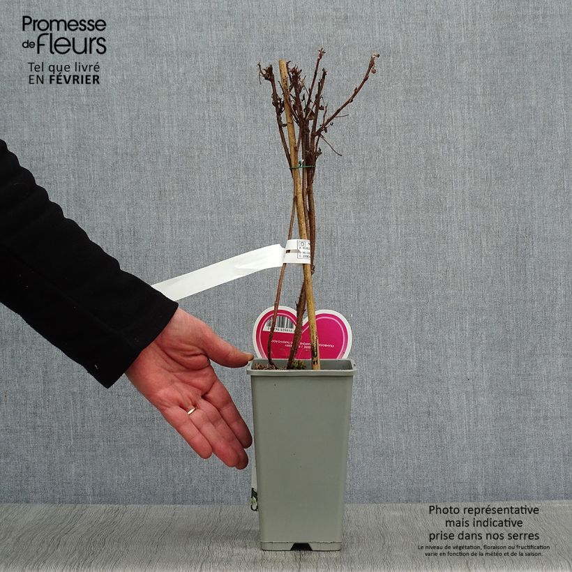 Raspberry Schönemann - Rubus idaeus 1.5L/2L pot, Bush sample as delivered in winter