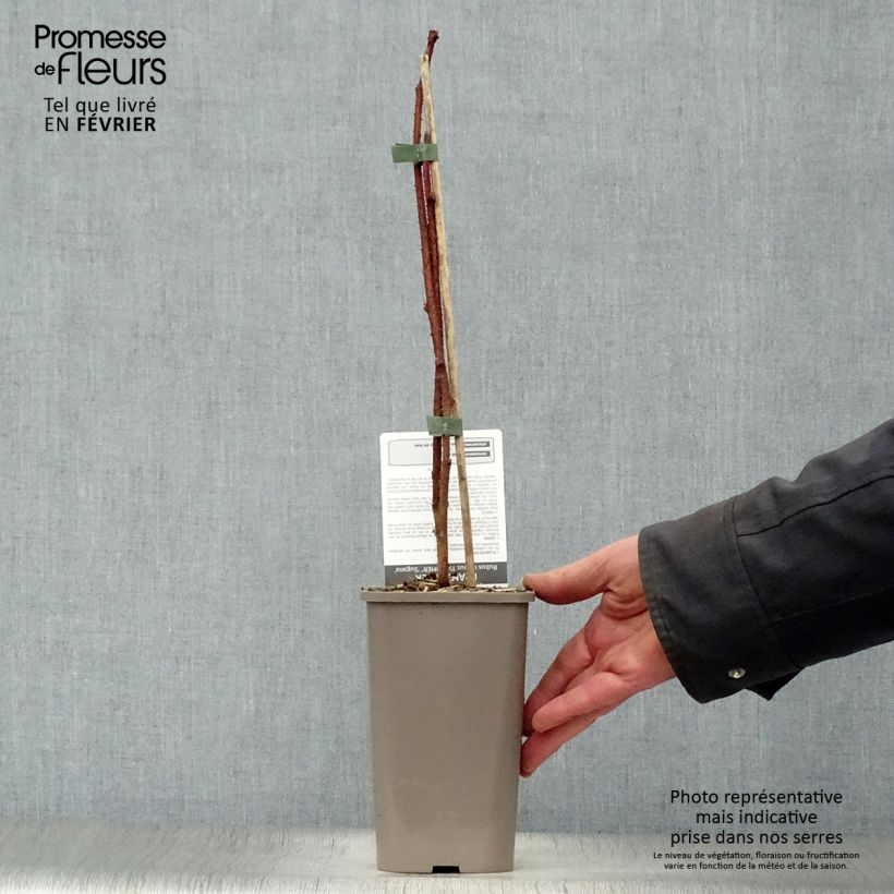 Raspberry Twotimer Sugana Red - Rubus idaeus 1.5L/2L pot, Clump sample as delivered in winter