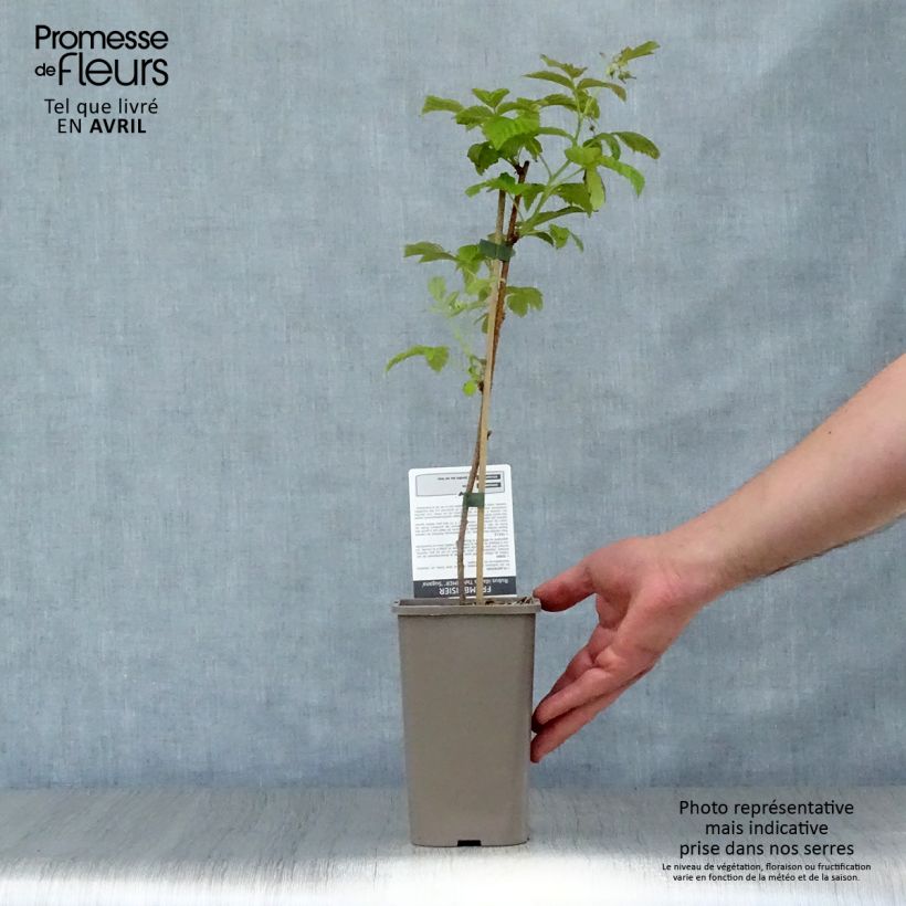 Raspberry Twotimer Sugana Red - Rubus idaeus 1.5L/2L pot, Clump sample as delivered in spring