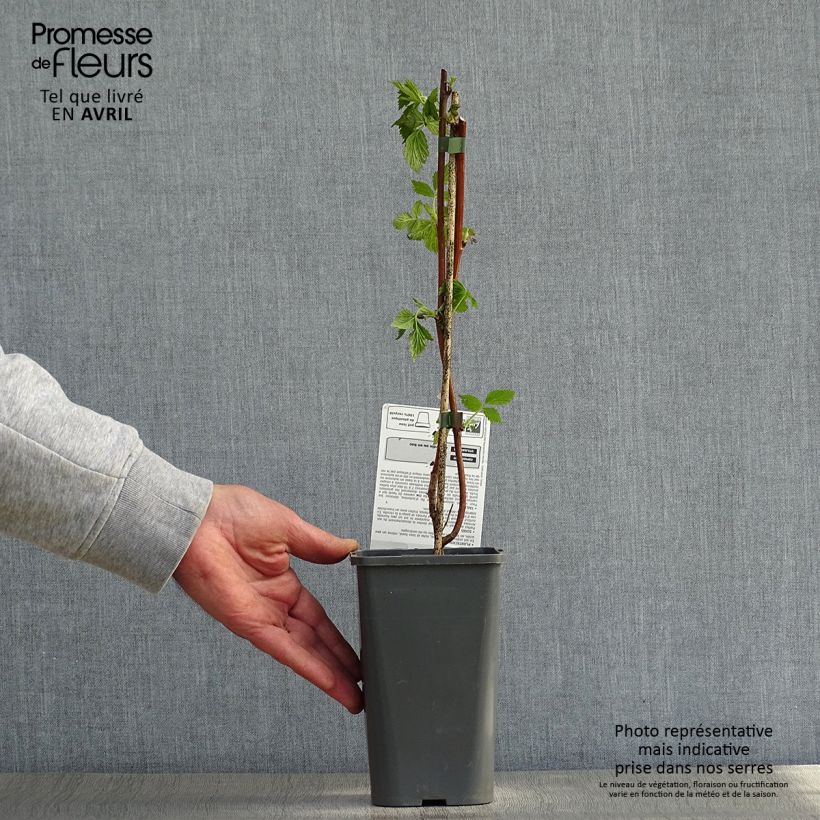 Rubus idaeus Versailles Bio - Raspberry 1.5L/2L pot, Clump sample as delivered in spring