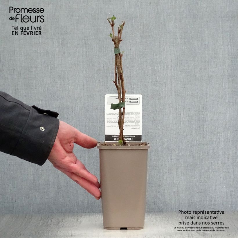 Raspberry Willamette - Rubus idaeus 1.5L/2L pot, Bush sample as delivered in winter