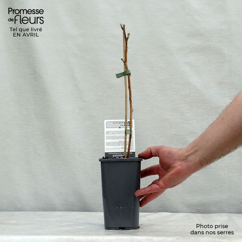 Raspberry Zeva Herfsternte - Rubus idaeus 1.5L/2L pot, Clump sample as delivered in spring