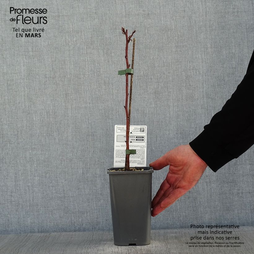 Organic Raspberry Little Sweet Sister- Rubus idaeus 1.5L/2L pot, Clump sample as delivered in winter