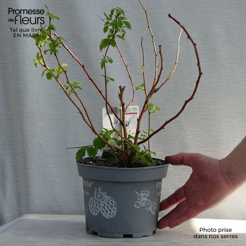 Raspberry Ruby Beauty- Rubus idaeus 1.5L/2L pot, Clump sample as delivered in winter