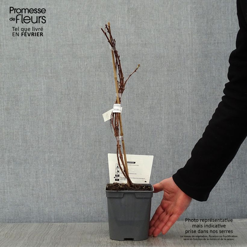 Raspberry Autumn Belle (Everbearing) - Rubus idaeus 2L/3L pot sample as delivered in winter