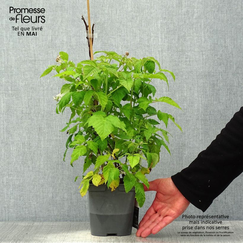 Raspberry Autumn Belle (Everbearing) - Rubus idaeus 2L/3L pot sample as delivered in spring