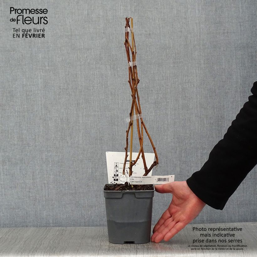 Raspberry Bella Aromatica (Everbearing) - Rubus idaeus 2L/3L pot sample as delivered in winter