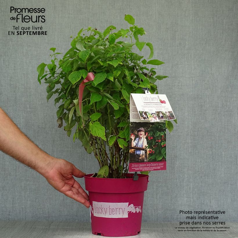 Rubus idaeus 'Lucky Berry' 4L/5L pot, Clump sample as delivered in autumn
