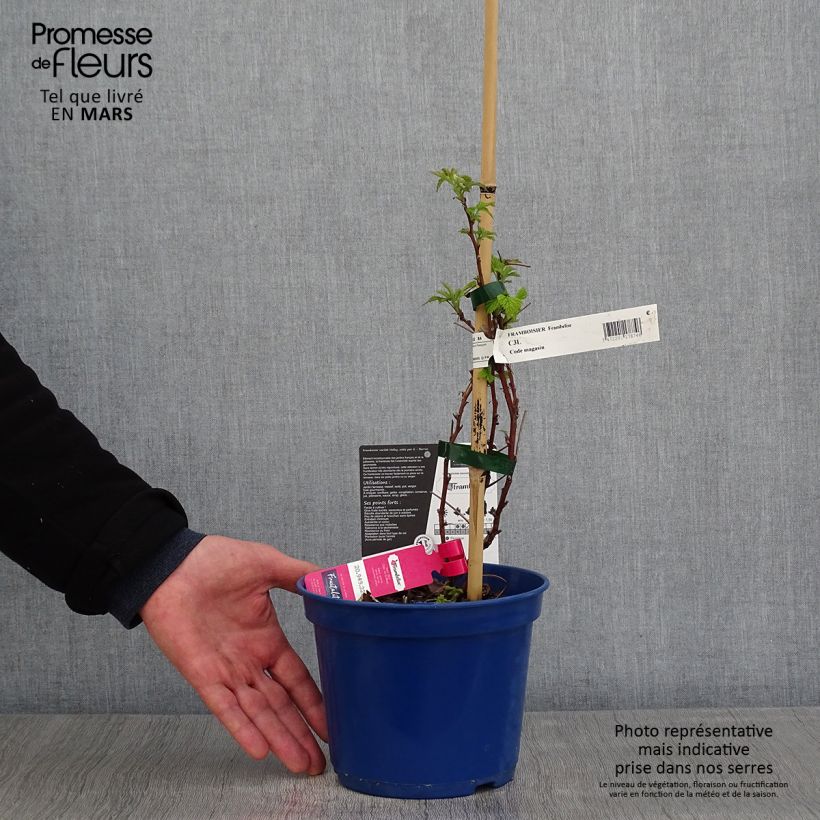 Raspberry Frambelise Everbearing) - Rubus idaeus 2L/3L pot, Clump sample as delivered in spring