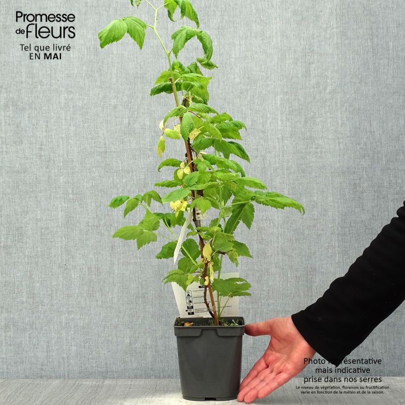 Raspberry Sanibelle (Everbearing) - Rubus idaeus 1L/1.5L pot sample as delivered in spring