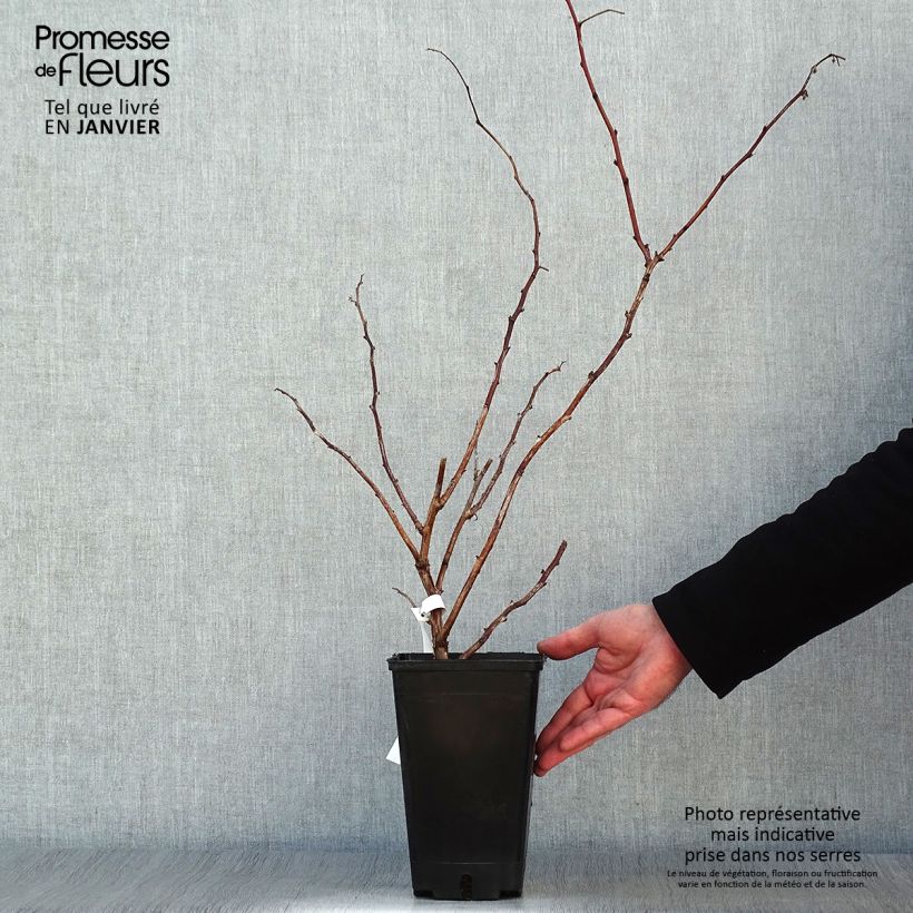 Raspberry September - Rubus idaeus 2L/3L pot, Clump sample as delivered in winter