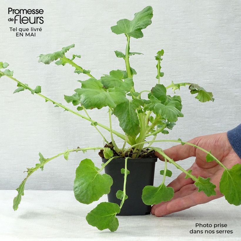 Francoa sonchifolia 8/9 cm pot sample as delivered in spring