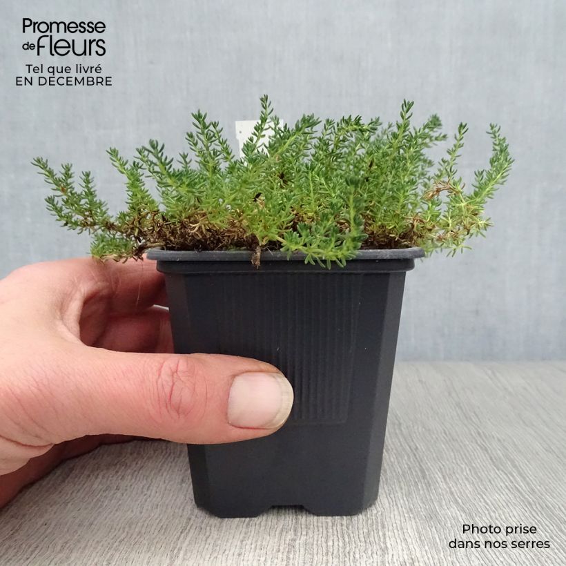 Frankenia laevis 8/9 cm pot sample as delivered in winter