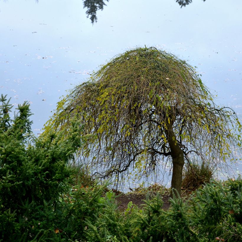 Fraxinus excelsior Pendula - Ash (Plant habit)
