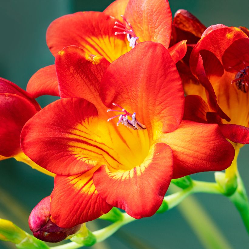 Freesia Single Red (Flowering)
