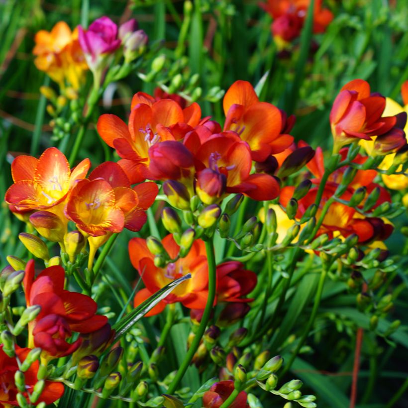 Freesia Single Red (Plant habit)