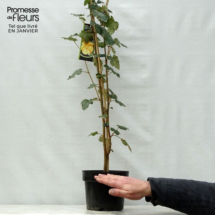 Fremontodendron californicum 2L/3L pot sample as delivered in winter