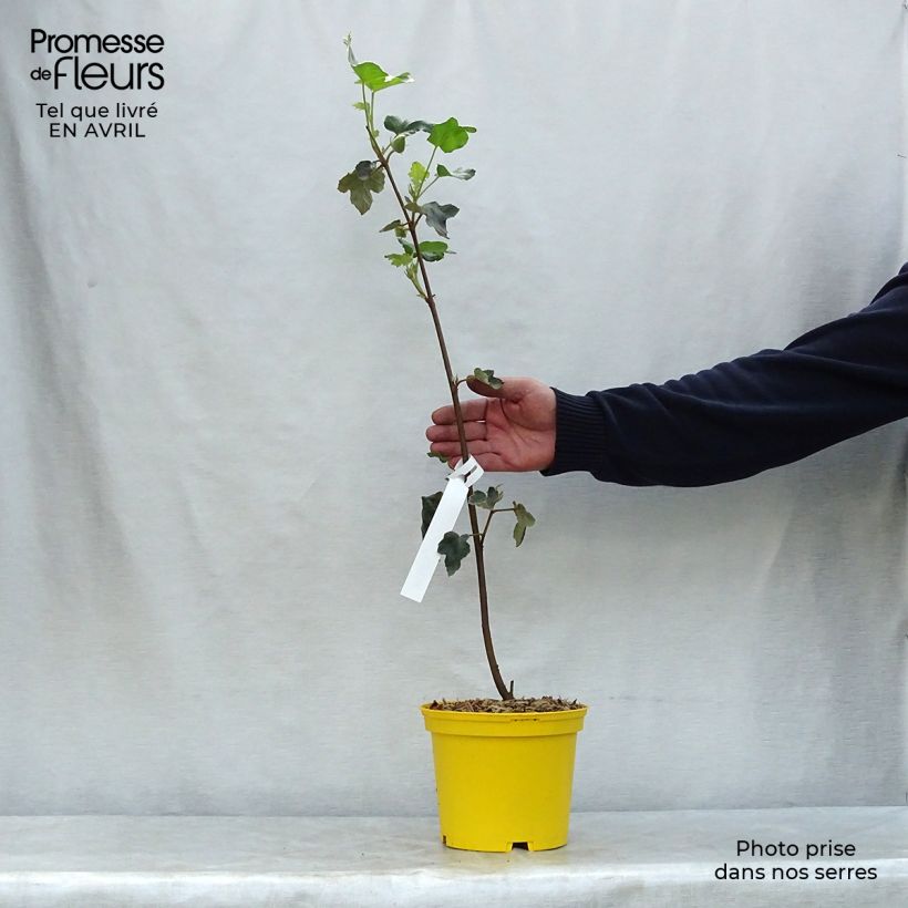 Fremontodendron californicum 2L/3L pot sample as delivered in spring