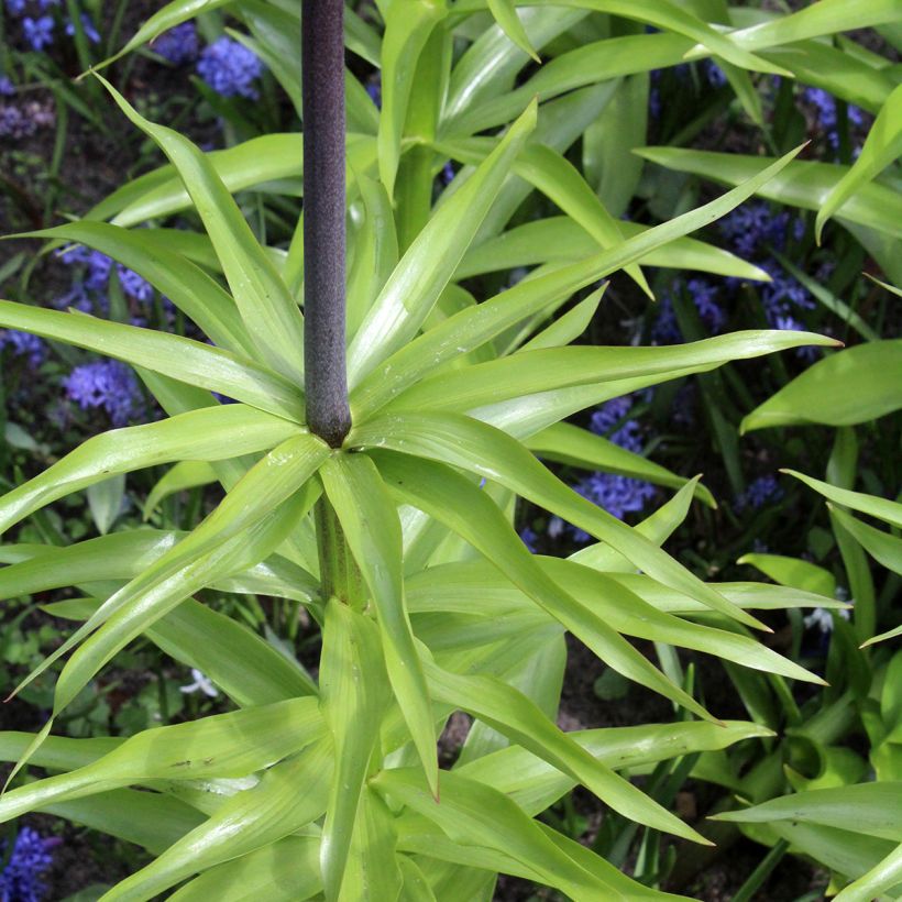 Fritillaria imperialis Orange Beauty (Foliage)