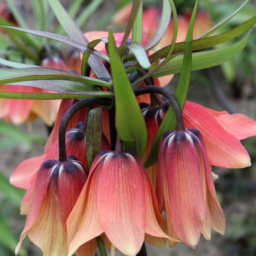 Fritillaria imperialis Orange Beauty (Flowering)