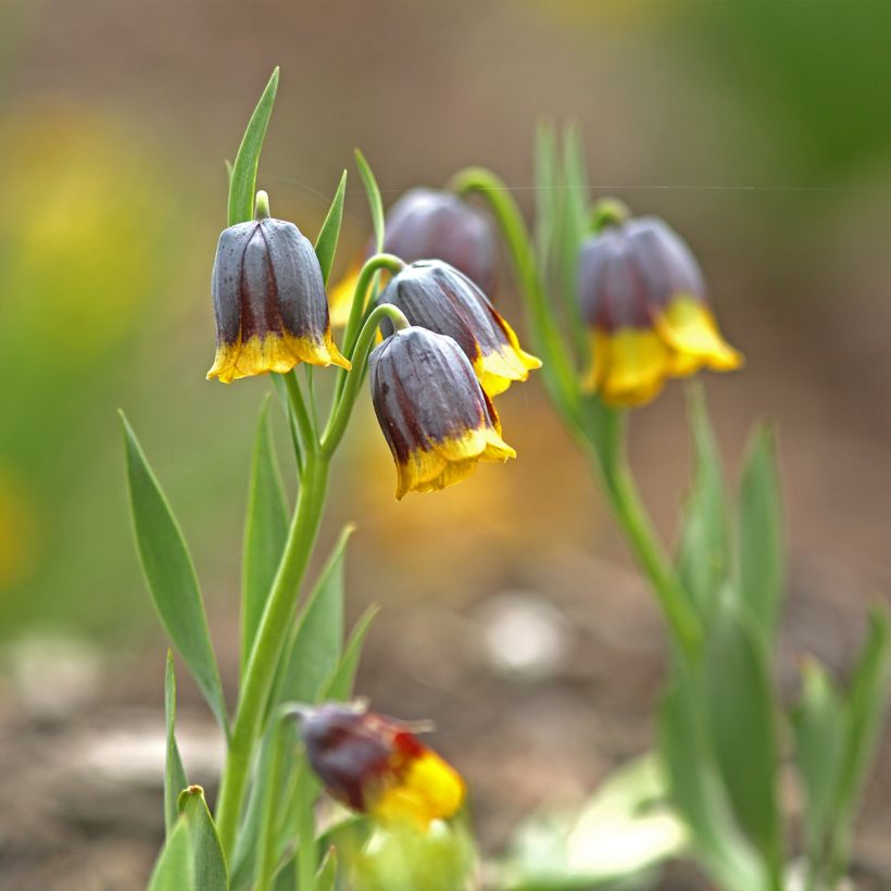 Fritillaria uva-vulpis  (Plant habit)