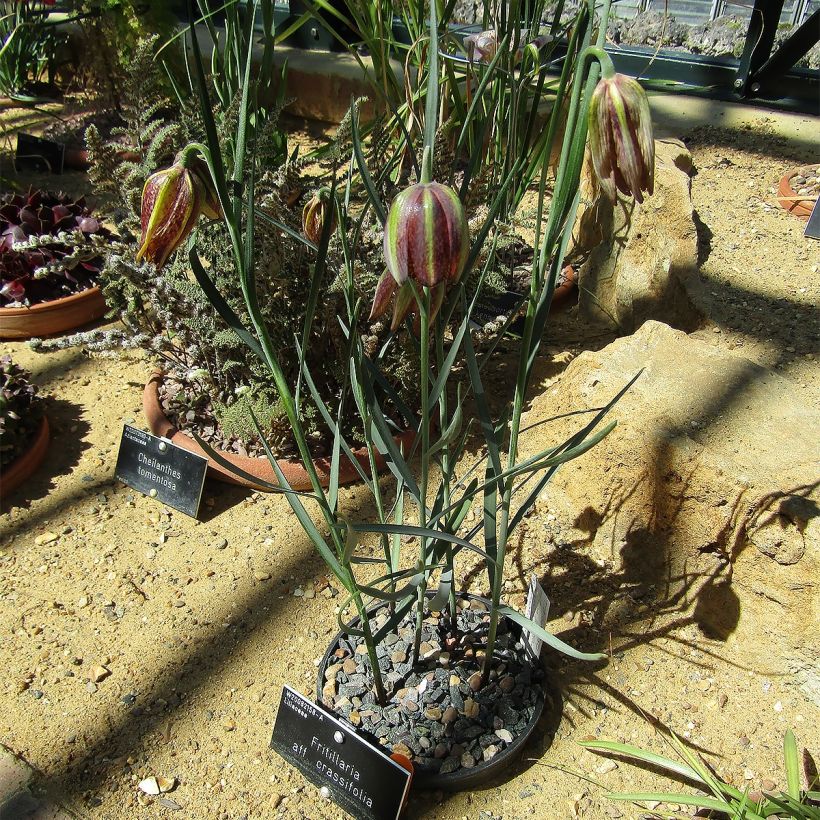 Fritillaria crassifolia subsp. crassifolia - Kurdish Lily (Plant habit)