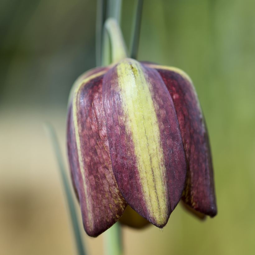 Fritillaria crassifolia subsp. crassifolia - Kurdish Lily (Flowering)