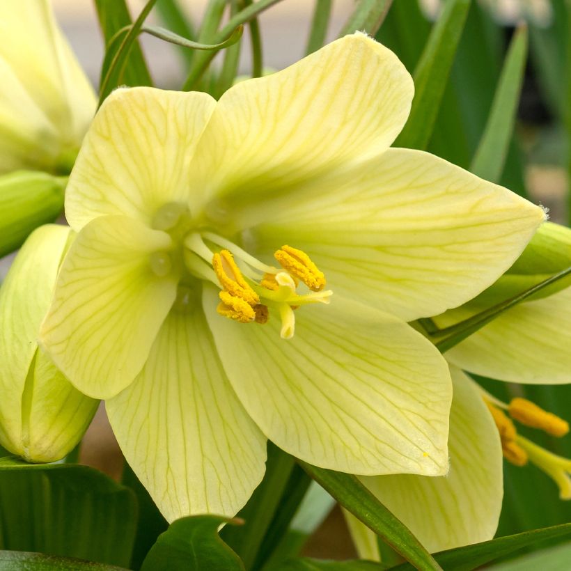 Fritillaria raddeana (Flowering)