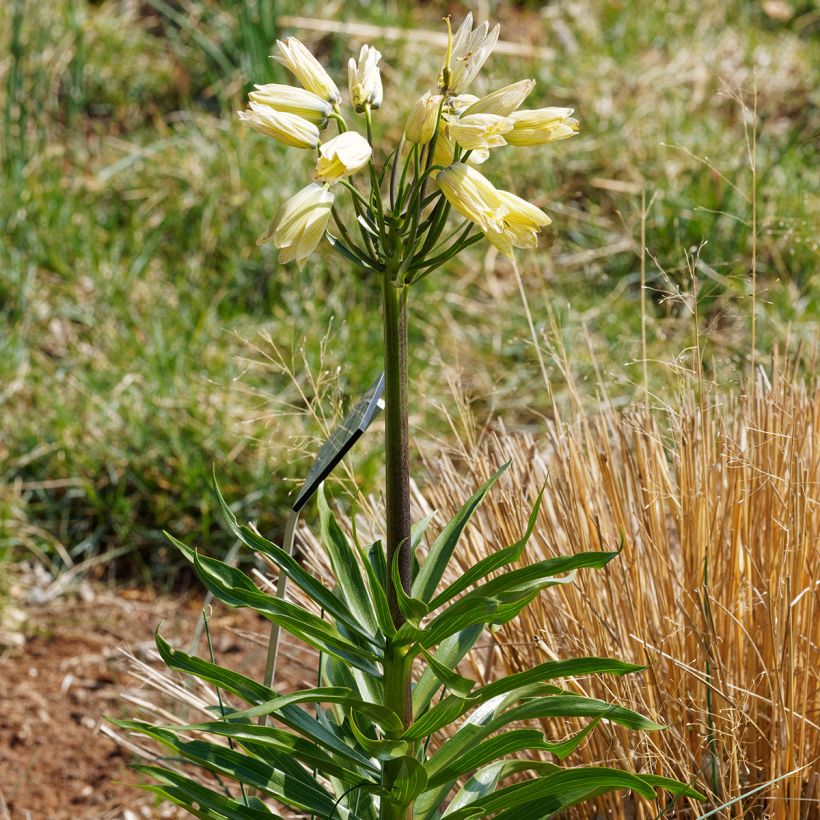 Fritillaria raddeana (Plant habit)