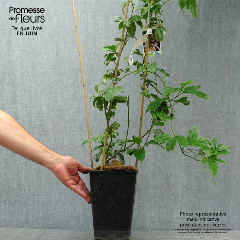 Passiflora edulis 3L/4L pot sample as delivered in summer