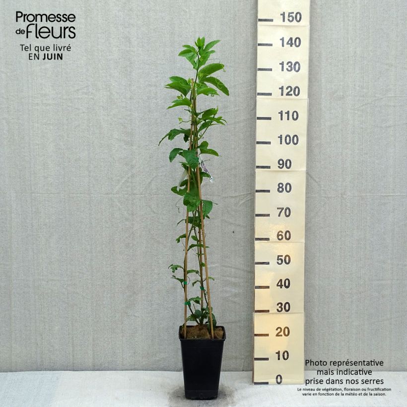 Passiflora edulis 3L/4L pot sample as delivered in spring