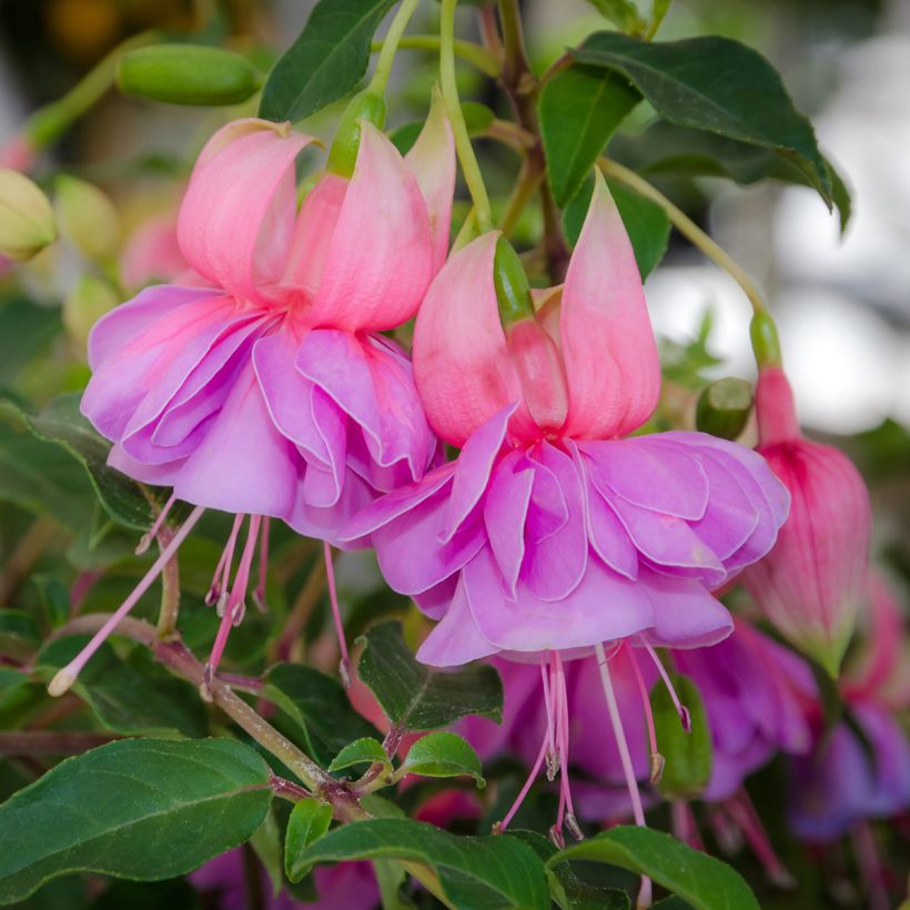 Fuchsia Bernadette (Flowering)