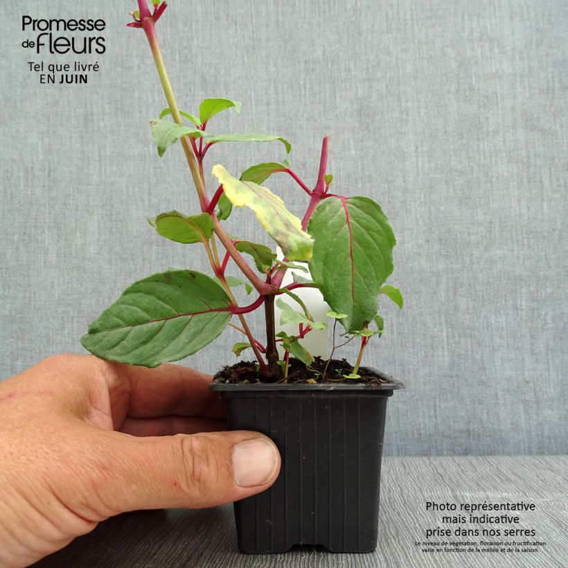 Fuchsia Black Princess 8/9 cm pot sample as delivered in spring